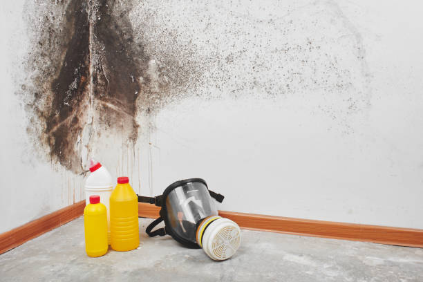 Best Post-Flood Mold Remediation in Baltic, CT