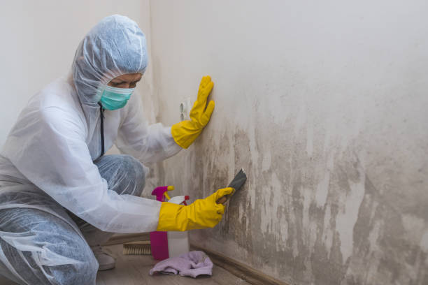 Trusted Baltic, CT Mold Remediation Experts
