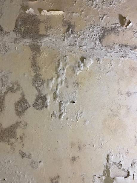 Best Basement Mold Remediation in Baltic, CT