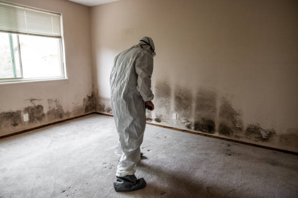 Best Mold Remediation for Specific Building Types in Baltic, CT